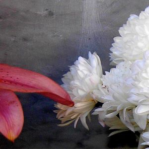 flowerfuck.jpg
