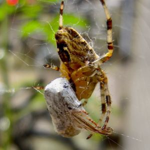 DSCN0625.JPG