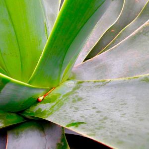 agave.jpg